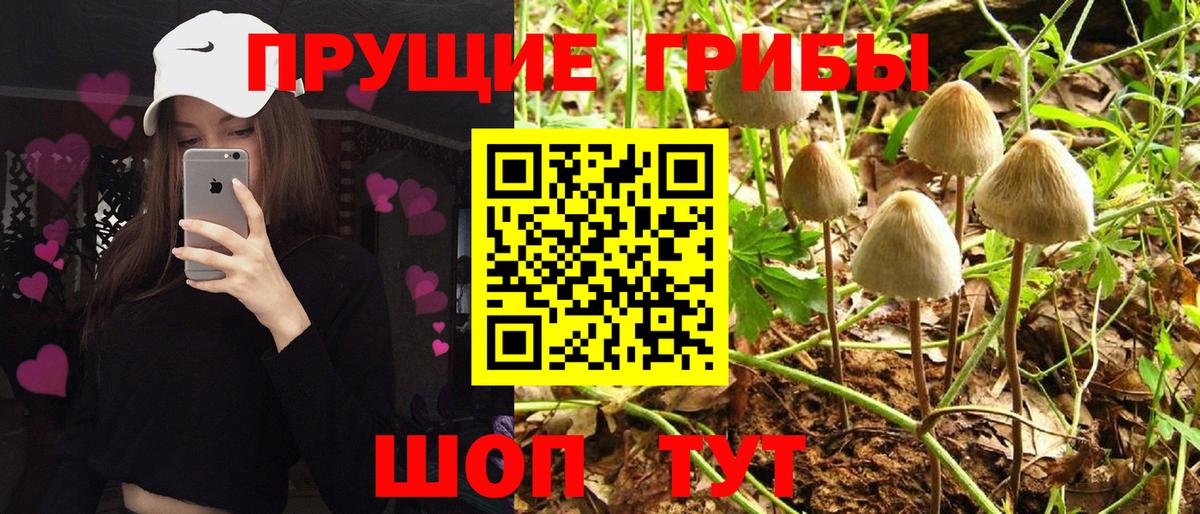 Галлюциногенные грибы Psilocybe Мичуринск
